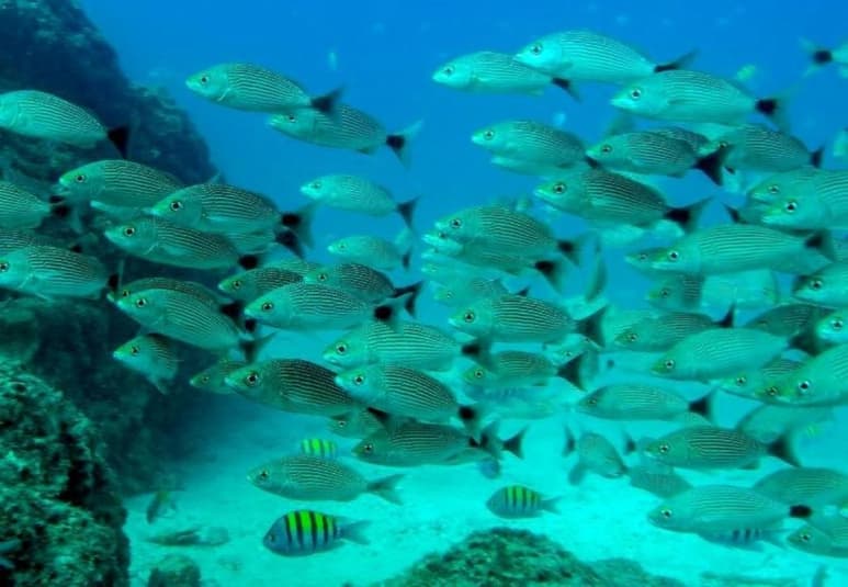 El análisis de muestras de agua oceánica para detectar ADN puede revelar con gran precisión la cantidad de peces que viven en los océanos, al menos con tanta exactitud como el uso de arrastreros y redes, lo que abre la posibilidad de mejores formas de gestión y control de la vida marina. (ARCHIVO)