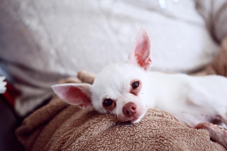 Conforme un perro va acercándose a la tercera edad, va presentando cambios que van desde aspectos físicos hasta de comportamiento y temperamento. (ESPECIAL)