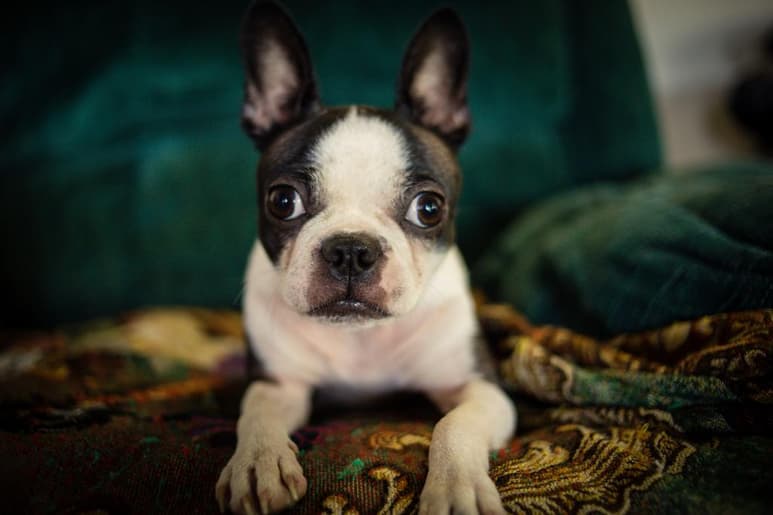 Desde hace algunos años, la tendencia de adoptar perros como parte de la emancipación se ha incrementado entre muchos jóvenes, y uno de los favoritos es el bulldog francés. (ESPECIAL)