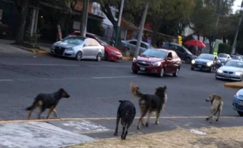 Vecinos de Ciudad Satélite captaron en video el momento en que un grupo de perros devora a otro can en la Zona Azul, por lo que piden la intervención urgente de autoridades de la Procuraduría de Protección al Medio Ambiente del Estado de México y del centro de control canino de Naucalpan. (El Universal)