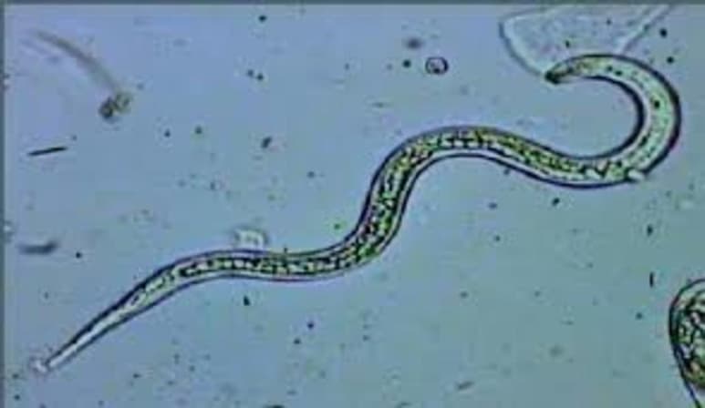 El estudio internacional PineWALL, liderado por la Universidad de Coimbra (Portugal), apunta a la pared celular de los árboles como la clave para acabar con la plaga de nematodo del pino que afecta a la Península Ibérica. (ESPECIAL)