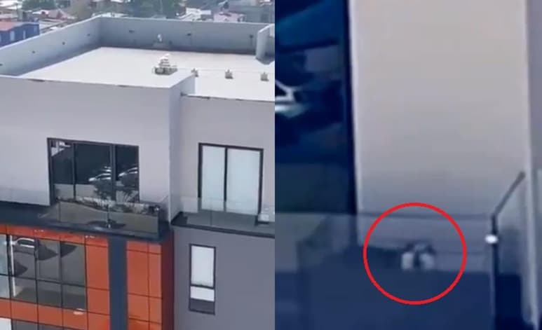 Vecinos de Coacalco, reportaron que el perro aullaba frenéticamente al verse enjaulado en lo alto de un edificio departamental (CAPTURA)