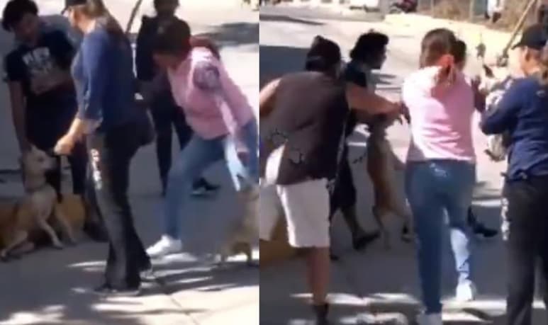 El pitbull habría mordido al chihuahua, lo que ocasionó que la dueña de éste lo golpeara (CAPTURA)