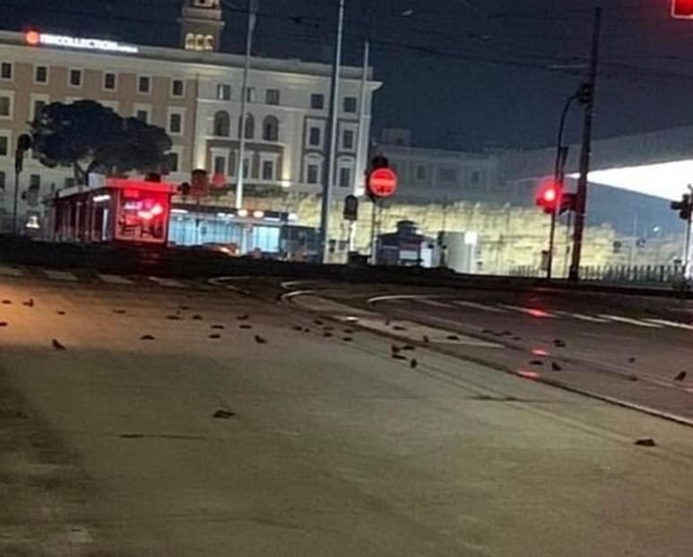 La madrugada del pasado viernes, el 1 de enero del 2021, las calles de Roma, Italia se vieron 'inundadas' por decenas de aves muertas. (Especial)