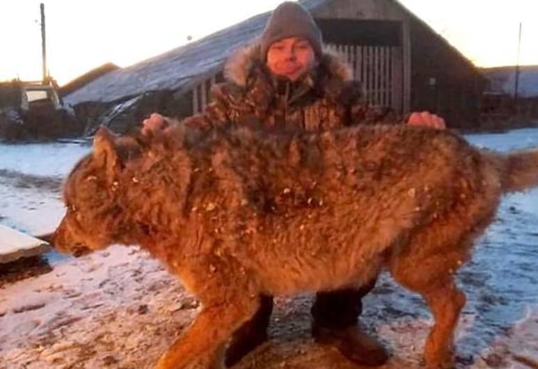 El granjero fue mordido por el lobo (Daily Mail)