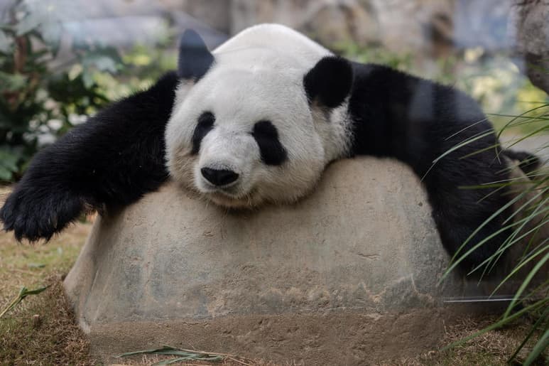 Todos los animales merecen respeto, sin importar su tamaño o apariencia. A veces la naturaleza misma nos recuerda esta lección, cuando vemos especies que a menudo son subestimadas por su aspecto tierno o bonachón, pero que son capaces de representar una gran amenaza si invades su hábitat. (ARCHIVO)