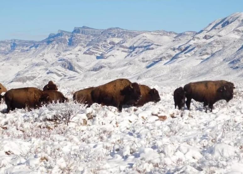 El pasado seis de enero se publicaron fotos de una manada de bisontes americanos (bisonte bisonte) en la zona protegida de Maderas del Carmen. (CEMEX)