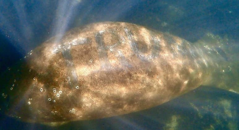 Funcionarios de vida silvestre estatales y federales abrieron una investigación en torno a los reportes de que un manatí fue encontrado en un río de Florida con la palabra “Trump” tallada en el lomo. (ESPECIAL)