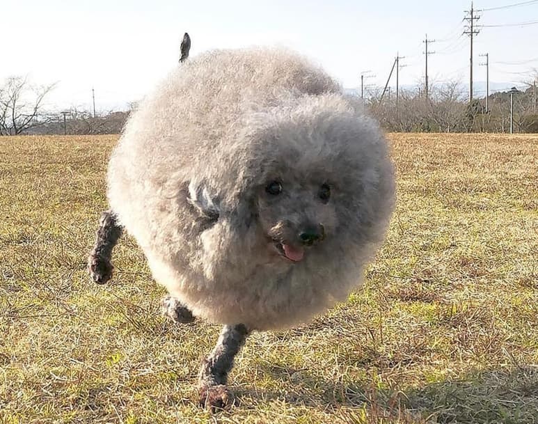 Su dueño le hizo este corte para que no se le enredara su pelaje en las patas. (INTERNET)