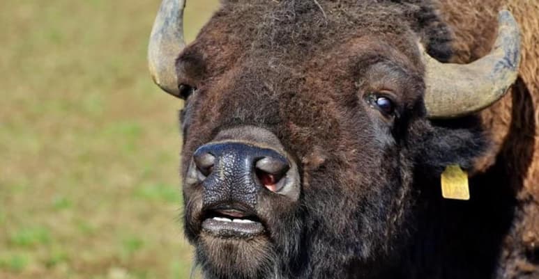 El pasado lunes por la tarde comenzaron a difundirse imágenes donde se exhibe la cacería de bisontes en el estado de Coahuila a pocos días de que se anunciara el arribo de una manada al estado tras una ausencia de más de 100 años. (Especial)