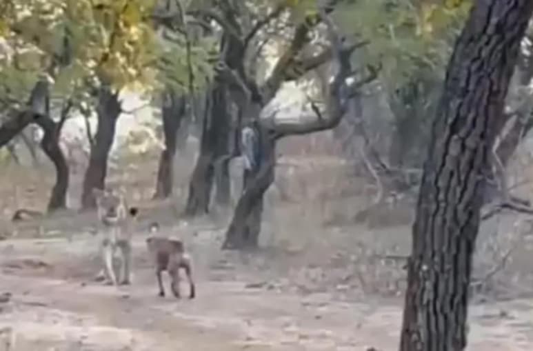 En el Parque Nacional del Bosque de Gir en Gujarat, India, los turistas se quedaron boquiabiertos al presenciar la pelea entre un perro callejero y una leona del lugar. (Especial)