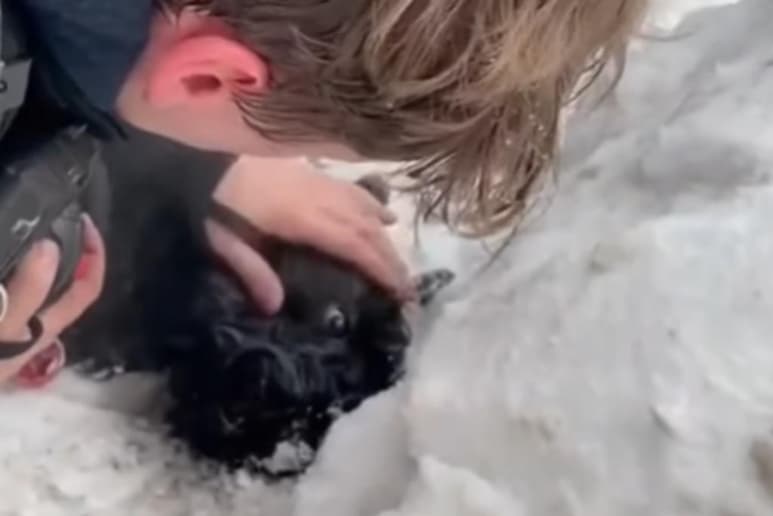 Ambos perros lograron recuperarse (CAPTURA)