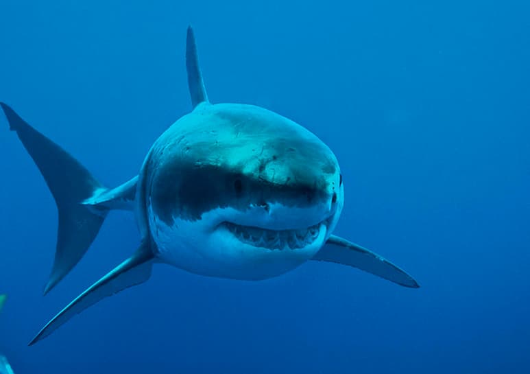 El calentamiento de las aguas a raíz del cambio climático afecta a la vitalidad y el tamaño de los tiburones, concluye un estudio científico, cuyas crías nacen ahora más pequeñas, cansadas, malnutridas y con menor posibilidades de supervivencia. (ESPECIAL)