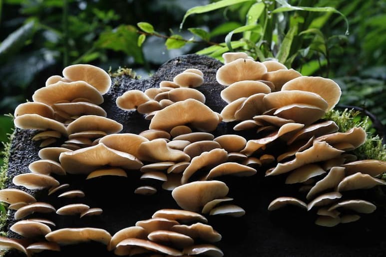 Aunque albergan una cuarta parte de todas las especies, los suelos y su biodiversidad son reiteradamente excluidos de las políticas internacionales de conservación. Un grupo internacional de científicos reclama en un artículo en la revista Science medidas para proteger estas riquezas subterráneas que son esenciales para los ecosistemas terrestres. (ARCHIVO)
