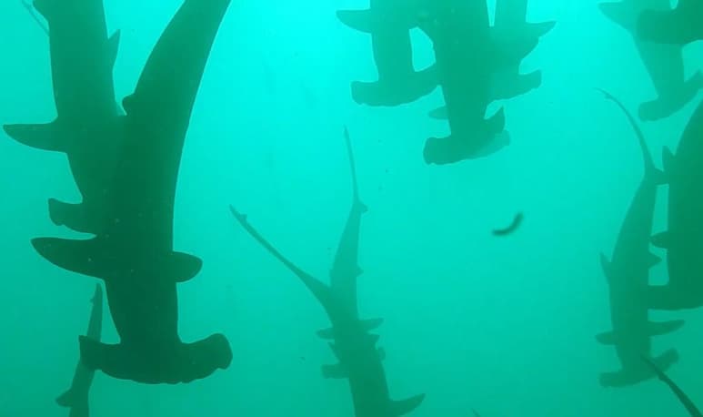 Los tiburones no atacaron a los buzos (CAPTURA)