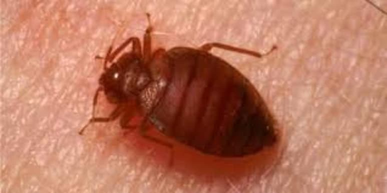 Un equipo de paleontólogos de la Universidad de Illinois (Estados Unidos) ha descrito el fósil de un diminuto insecto de 50 millones de años, excepcionalmente bien conservado, y cuya cápsula genital o pigóforo permite determinar que se trata de un nuevo género de depredador, bautizado Aphelicophontes danjuddi, y apodado el 'chinche asesino'. (ESPECIAL)