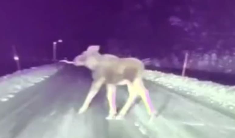 Ninguno de los dos alces fue embestido (CAPTURA)