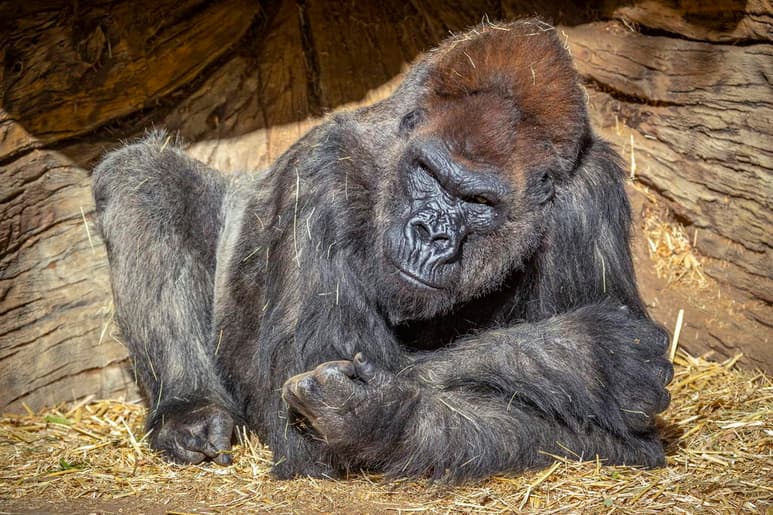 La Unión Internacional para la Conservación de la Naturaleza (UICN) hizo un llamado a la comunidad científica a desalentar el contacto directo con los primates y la publicación de fotografías en la que muestran una cercanía estrecha, pues estas demostraciones alientan a la sociedad a concebir a algunas especies silvestres de forma equivocada, tachándolas de mascotas. (ARCHIVO)