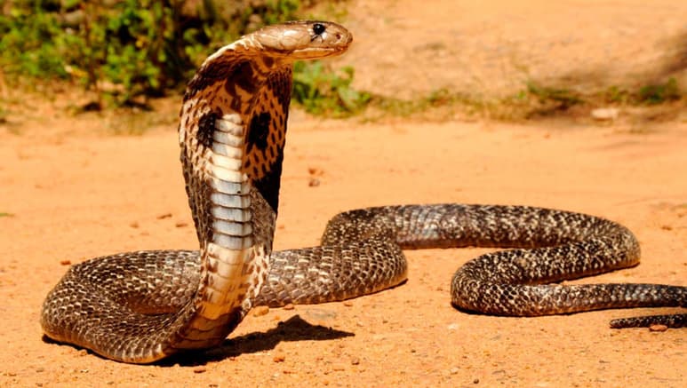 Las mayoría de las serpientes usa su veneno para atontar y cazar a sus presas pero ciertos tipos de cobra pueden escupirlo varios metros de distancia para cegar a sus predadores. Un estudio concluye que esta rara habilidad de las cobras es la respuesta evolutiva al entorno y el desarrollo de un arma letal y única de defensa. (ESPECIAL)