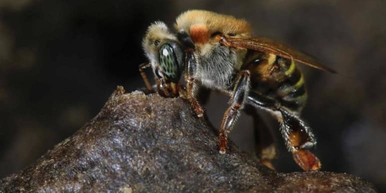 La especie fue bautizada como Ceratina fioresana (ESPECIAL)