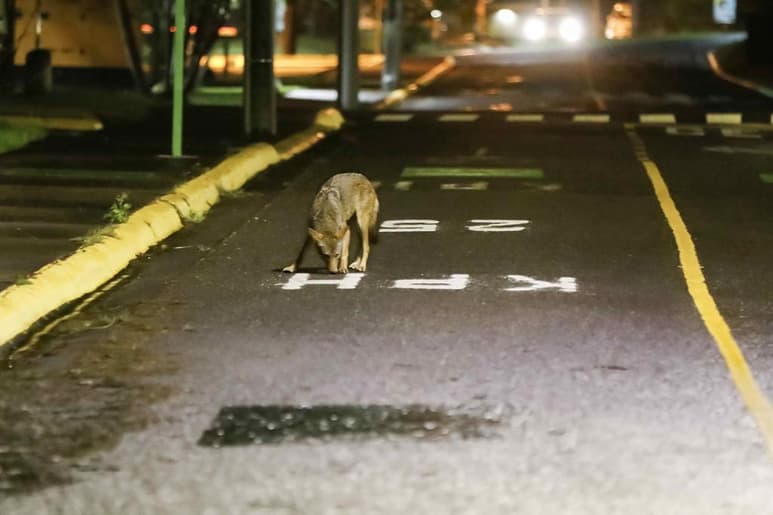 La reducción de la actividad humana por la pandemia de la COVID-19 y otros factores como la presión del desarrollo urbanístico y la deforestación, han hecho que especies animales pierdan hábitat y se muevan hacia zonas urbanas, como es el caso de los coyotes, cuyos avistamientos en Costa Rica se han vuelto frecuentes en los últimos meses. (EFE)