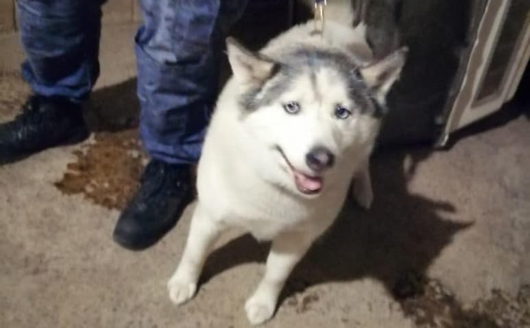 La mujer fue denunciada por otra al ser sorprendida presuntamente agrediendo a los perros (ESPECIAL)