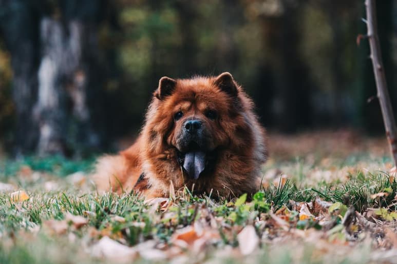 Comprar o adoptar perros no son decisiones que deban tomarse a la ligera, no sólo por la demanda de atención, sino también es necesario tener cubiertas sus necesidades alimenticias y chequeos continuos. (ARCHIVO)