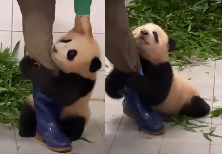 Las imágenes de la pequeña 'Fu Bao' han encantado al público en la red (CAPTURA)