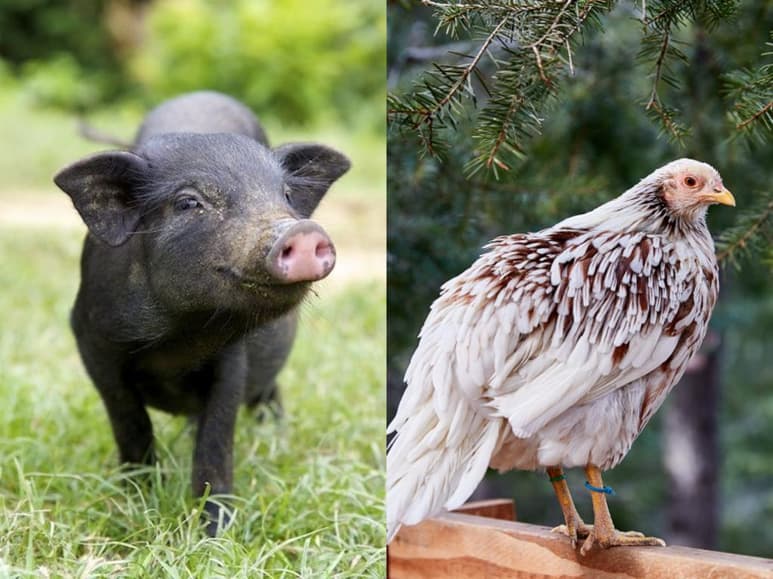 Piden suprimir palabras como ‘puerco’, ‘gallina’, ‘rata’ y otros. (INTERNET)