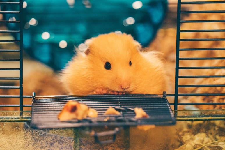 Si un hamster toma demasiada agua, orina en exceso o presenta agitación y temblores, posiblemente sufra diabetes, especialmente si el animal tiene un estilo de vida demasiado sedentario para su especie y sufre obesidad. (ARCHIVO)