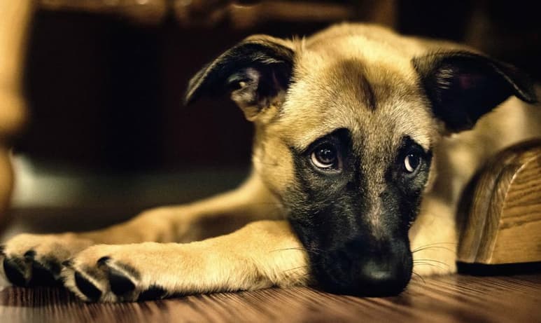 Fueron localizadas pieles de perros y otros animales en la azotea del domicilio ubicado en Ciudad Neza, en el Estado de México. Vecinos señalan que estos son utilizados para rituales (ESPECIAL)
