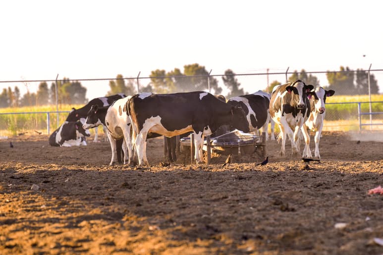 Exhortan a productores pecuarios a actualizar su documentación.