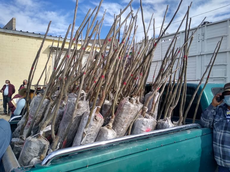 Ayer se entregaron 5 mil nogales a productores de Matamoros. (EL SIGLO DE TORREÓN)