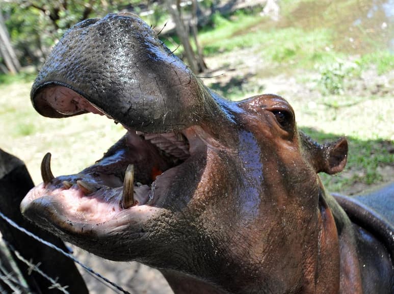 En medio de la cordillera, la que fue la hacienda de Pablo Escobar albergó cantidades de canguros, jirafas, elefantes y otras especies exóticas, un verdadero zoológico de animales importados ilegalmente que fue la máxima ostentación que hizo durante su reinado como capo del tráfico de cocaína. (ARCHIVO)