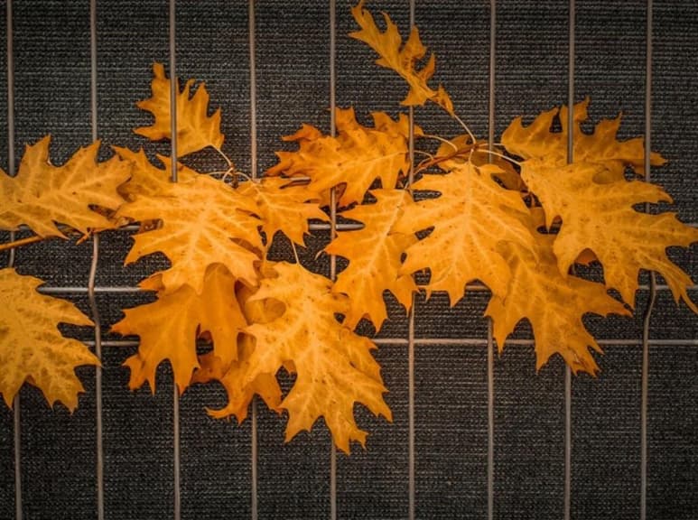 Este mes, la Profeco advirtió a sus lectores sobre la miel de maple que encontramos en el supermercado. Desafortunadamente, aquella miel con el que endulzamos waffles y hotcakes es meramente jarabe de maíz con endulzantes y colorantes artificiales, lo que se traduce en un producto industrializado y con un elevado nivel de azúcar. (Especial)
