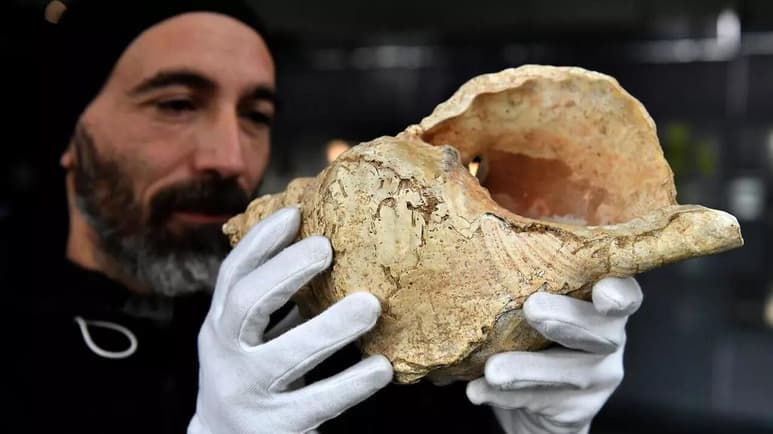 Una gran caracola de hace 18,000 años con perforaciones para emitir sonidos y encontrada en la cueva ornamentada de Marsoulas (Francia) es el instrumento de viento más antiguo de su tipo conocido hasta ahora, según investigadores franceses. (ESPECIAL)