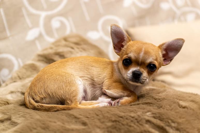 Todos los cachorros tienen una época temblorosa. Generalmente a los dos meses su sistema inmunológico ha madurado y deja de haber este continuo temblor. (ARCHIVO)