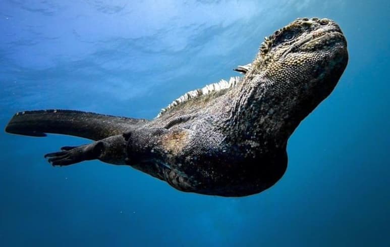 El fotógrafo Shelton Dupreez compartió en redes las fotografías que tomó a la iguana marina (CAPTURA)