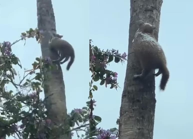 Llaman a resguardar a las mascotas ante las bajas temperaturas registradas por el frente frío número 35 (CAPTURA)