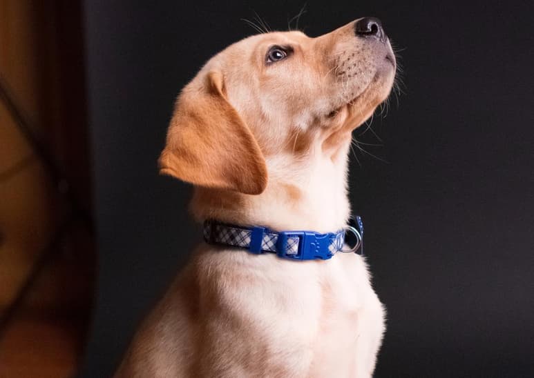 Cuidar a nuestras mascotas se ha vuelto parte de nuestra vida. (ESPECIAL)