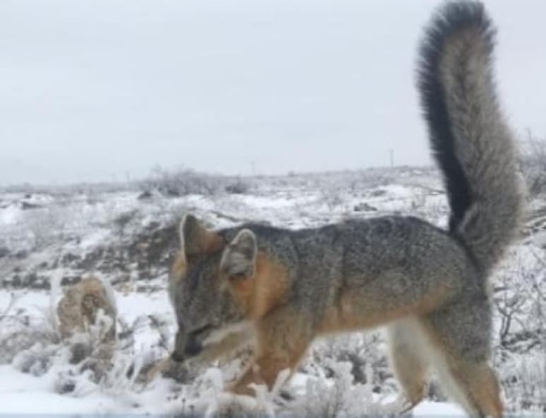 Este fin de semana en diversas partes de Texas y México se registraron nevadas y heladas con muy bajas temperaturas, llegando a congelar animales de pie según imágenes en redes sociales. (Especial) 