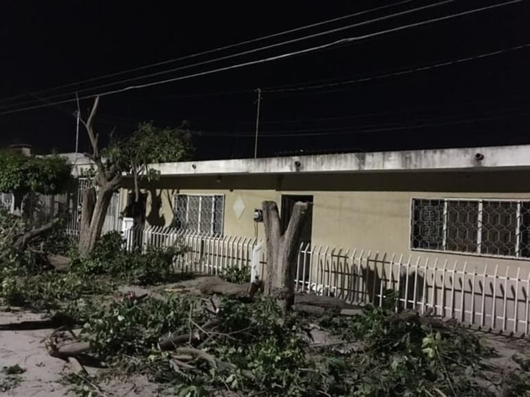 Una multa de 150 UMA's equivalente a 13 mil 443 pesos fue aplicada en un domicilio particular de la colonia El Campestre por realizar tala de árboles no autorizada y donde 6 enormes árboles fueron cortados de forma abrupta. (DIANA GONZÁLEZ)