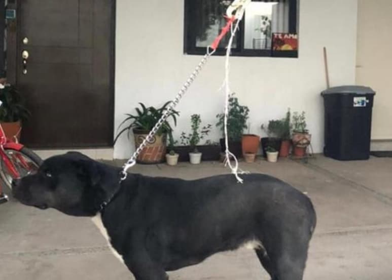La tarde de este miércoles se difundió mediante las redes sociales el caso de un perrito maltratado en una vivienda al interior de la cerrada Agave en el sector de Viñedos en Torreón, Coahuila. (Especial)