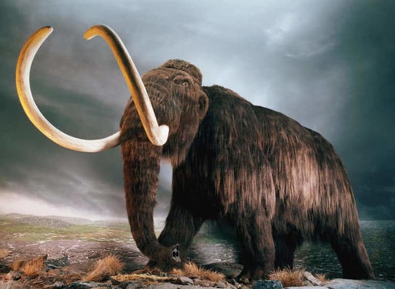 Los mamuts, cuyos últimos ejemplares se extinguieron hace menos de 5,000 años, han dejado un reguero de misterios que la ciencia empieza ahora a despejar gracias al análisis del ADN más antiguo encontrado hasta la fecha, según revela un estudio publicado este por la revista Nature. (ESPECIAL)