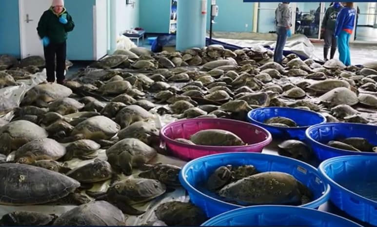 Residentes de Texas, algunos de los cuales carecen de calefacción o de servicios básicos en sus viviendas debido a una inusual tormenta invernal, han estado rescatando tortugas marinas aturdidas por el frío y las han llevado a un centro de convenciones de una localidad turística del sur del estado. (ESPECIAL)