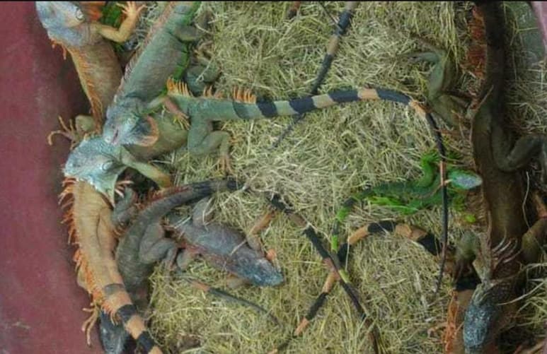Durante la ola gélida que azotó a México este fin de semana, múltiples animalitos han sido captados sufriendo de los estragos por las bajas temperaturas. (Especial) 