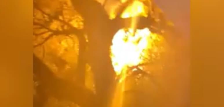 Una tormenta invernal derribó los cables sobre el árbol (CAPTURA)