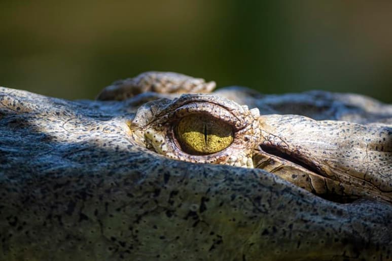 Una enorme hembra de cocodrilo del Nilo de un centro zoológico de San Agustín (Florida) tuvo que ser operada para sacarle del estómago una zapatilla de un visitante que cayó a su habitáculo cuando su dueño pasó por encima en tirolina. (Especial)