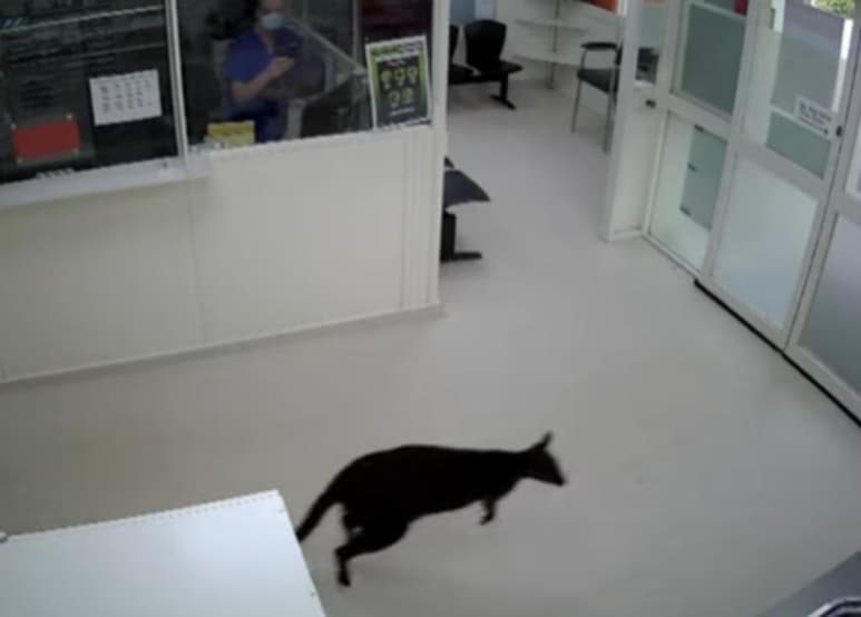 El animal no interactuó con ninguna persona (CAPTURA)