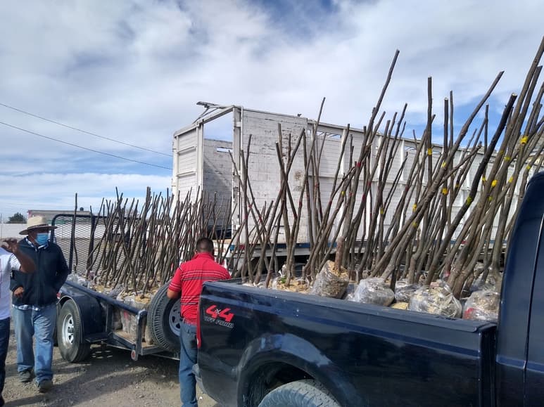 La próxima semana entregarán 12 mil nogales a productores de Madero y San Pedro, es la segunda entrega que se hace este año. (EL SIGLO DE TORREÓN)